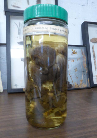 yy_05clsup_whtcandi#17FCD11